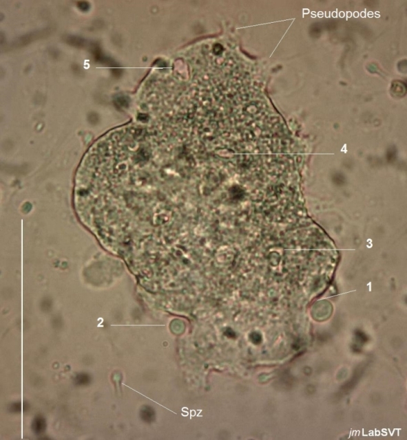 Hémocyte de moule phagocytose de levures